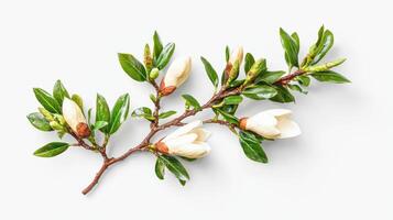 Realistic magnolia branch with buds and blossoms on white background photo