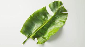 Realistic banana leaf with torn edge on white background for tropical design photo