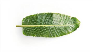 Realistic palm leaf with frayed end on white background for nature design photo