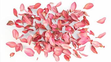 Realistic magnolia petals falling gently for floral decor and creative design photo