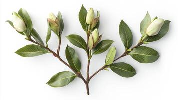 Realistic magnolia branch with buds showcasing new growth and fresh leaves photo