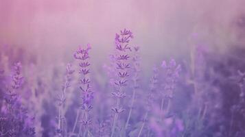 Serene lavender field with grunge texture and soft contrast for creative chaos design photo