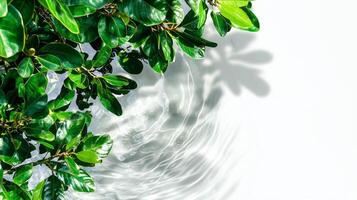 Magnificent magnolia tree reflected in tranquil water surface photo