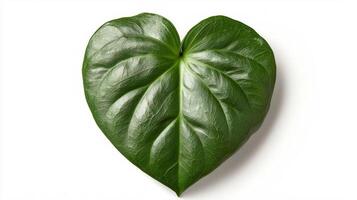 Heart-shaped philodendron leaf on white background for design and decoration photo