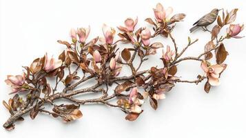 Realistic magnolia branch with bird for nature-inspired decor and spring design photo