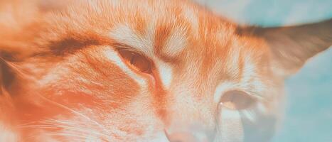 Double exposure of animal fur blending with geometric shapes and abstract patterns photo