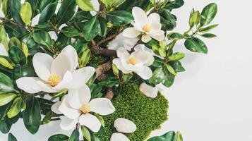 Realistic magnolia bonsai tree with blossoms and stones for natural decor inspiration photo