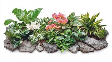 Vibrant orchid garden display with lush greenery and natural stones photo