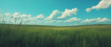 Expansive green grasslands under a bright blue sky dotted with clouds photo
