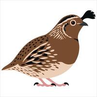 Quail bird shown from the side.Isolated illustration for nature and wildlife themes. vector