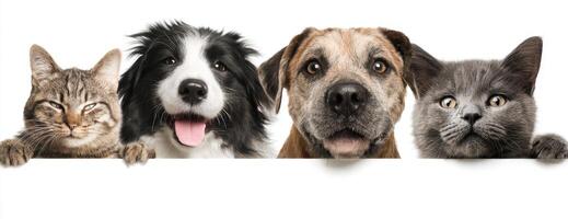 Four dogs and a cat are looking over a white background photo