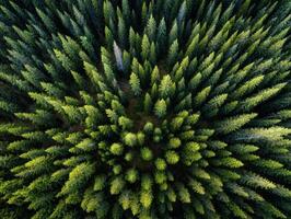 Aerial view of green pine forest photo