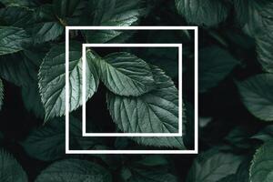 Green leaves with a square frame photo