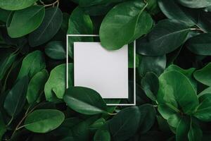 Green leaves with white square frame photo