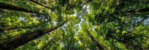 A view of the trees in a forest photo
