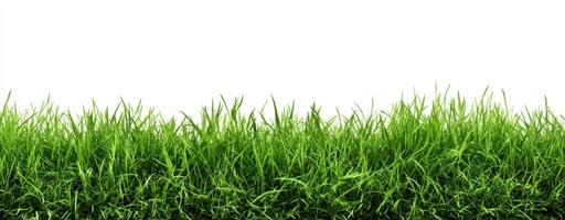 Lush Green Grass Growing Freely and Luxuriantly under Clear Sky Perfect for Landscaping and Ecological Representation in the Summertime Season photo