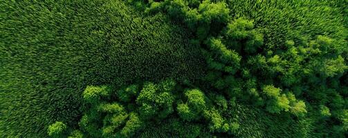 An aerial view of a green forest photo