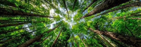 A view of the sky looking up at the trees in a forest photo