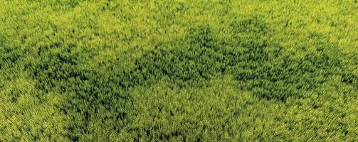 An aerial view of a green field with trees photo