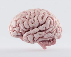 Exploring the Intricate Landscape of the Human Brain A Deep Dive Into Neuroscience Cognitive Functions Anatomy and Neurological Disorders Unveiling the Mysteries of the Mind photo