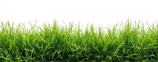 Lush Green Grass Against a White Background Creating a Fresh and Vibrant Aesthetic in the Early Morning Sunlight and Warm Weather Environment photo