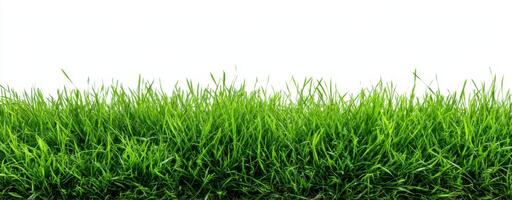 Lush Green Grass Against a Clean White Background Illustrating Natural Beauty and Freshness and Representing Lawn Care Landscaping and Eco Friendliness photo