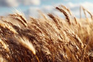 Golden Waves of Grain A Breathtaking View of a Wheat Field in the Summer Sunlight a Symbol of Harvest Abundance and Natural Beauty photo