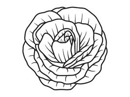 Hand Drawn Flower Line Art background vector