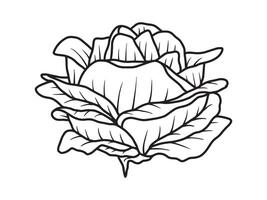 Flower Line art Background vector
