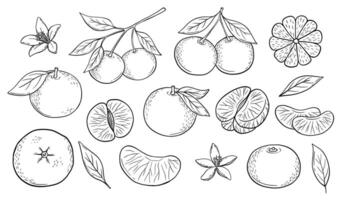 Hand drawn black and white sketch of tangerine fruit branch with leaves. isolated monochrome illustrations set. Engraved style drawing. vector