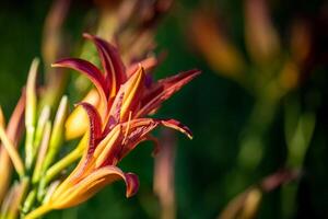 Close up of daylily flower buds glowing in the sun. Image with copy space. Selective focus. photo