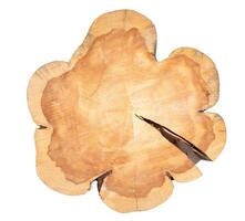 Stunning large larch transverse slice, natural wood sawn of unique form, isolated on white. photo