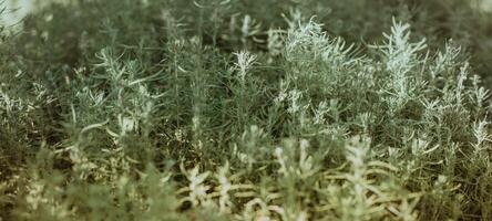 Wide horizontal image of silver green decorative artemisia plants in soft sunlight. photo