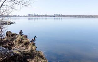Ducks resting by calm lake with reflections of city skyline in the background and clear sky photo