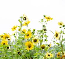 Cluster of yellow daisies on a white background in soft daylight. Copy space. photo