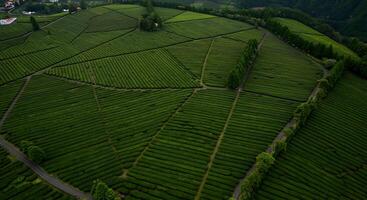 An aerial view of a tea plantation photo