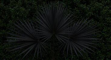 A palm tree with black leaves photo