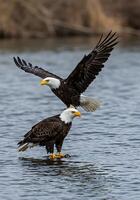 Two bald eagles standing on top of each other photo