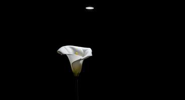 A single white calla lily is lit up by a light photo