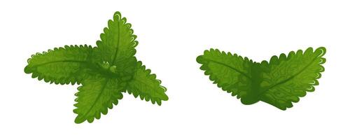 illustration of mint and catnip leaves icon vector