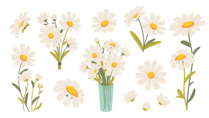 Set of flat daisies. Cute hand drawn chamomiles, spring and summer flowers. botanical elements