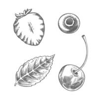 Set of strawberry blueberry cherry and mint leaf. Hand drawn food illustration. Line art graphic of sweet berries in the sketch style perfect for menu or product creation and package design. vector