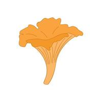 Chanterelle mushroom realistic flat style, source of vitamins B, D, PP. Isolated on white background. vector