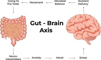 The Gut Brain Axis A Visual Representation Design Illustration vector