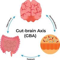 GutBrain Axis A Visual Guide Design Illustration vector