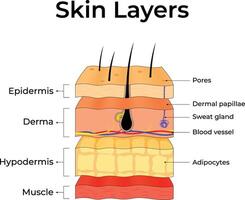Skin Layers An Anatomical Overview Design Illustration vector