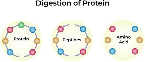 Protein Digestion A Visual Guide Design Illustration vector