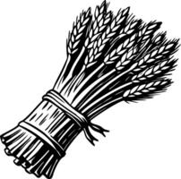 A vintage style illustration showing wheat bundle vector