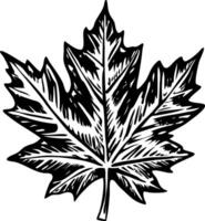 A vintage style illustration of maple leaf vector