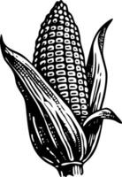 A vintage style illustration showing a corn vector